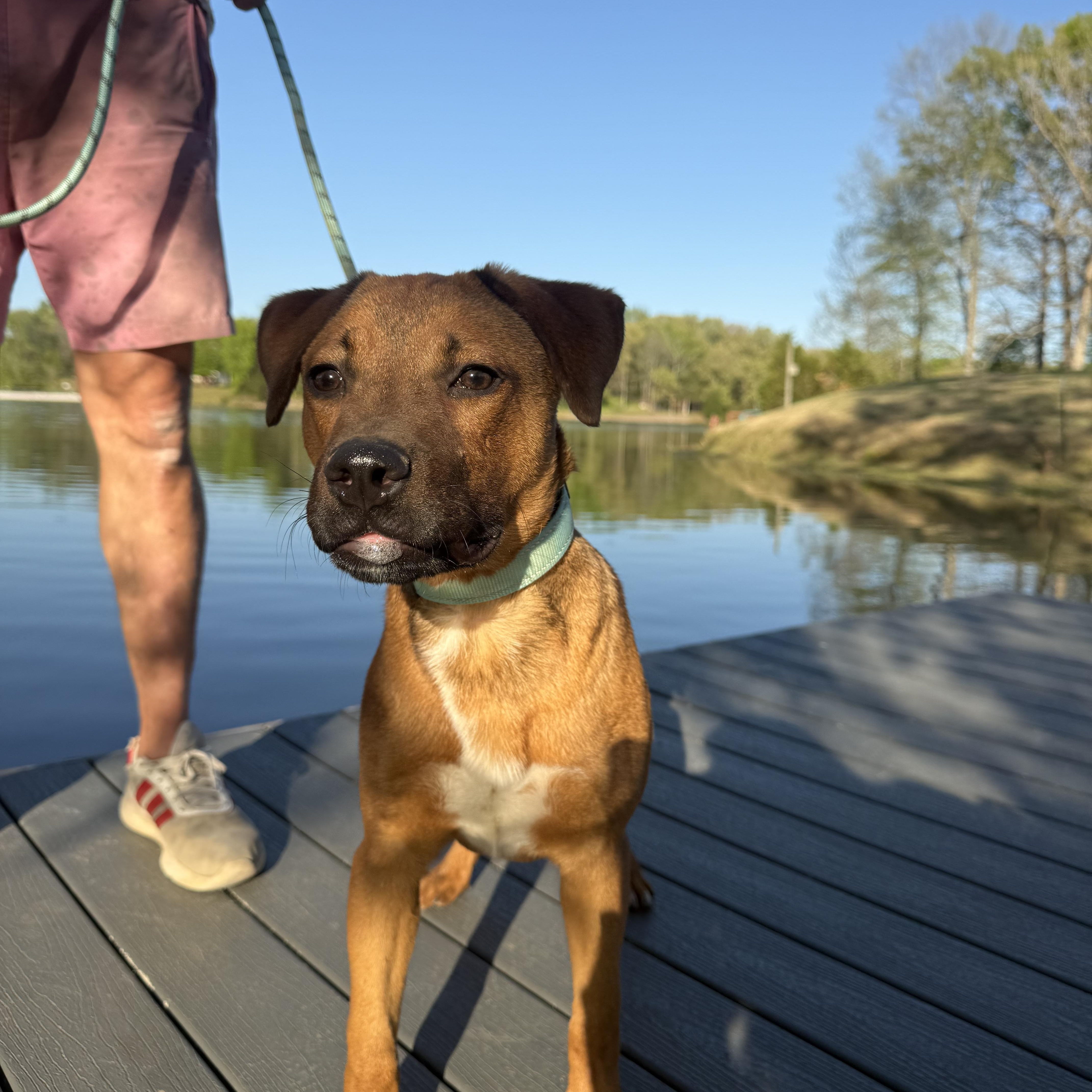 A young medium-sized male Red / Chestnut / Orange Labrador Retriever dog named Red for adoption in Watertown, CT