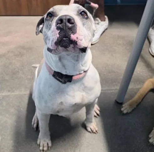 An adult medium-sized female Pit Bull Terrier dog named Bella for adoption in Houston, TX