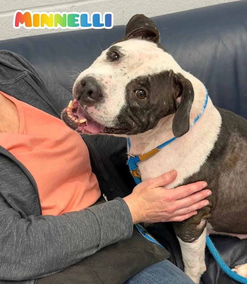 An adult large-sized female White / Cream Mixed Breed dog named Minnelli for adoption in Flint, MI