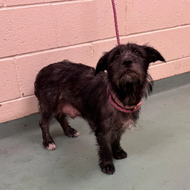 An adult medium-sized female Black Mixed Breed dog named Twinkle for adoption in Memphis, TN