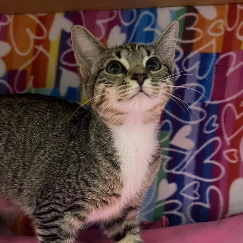 A baby small-sized female Brown / Chocolate Domestic Short Hair cat named Tina for adoption in Naples, FL