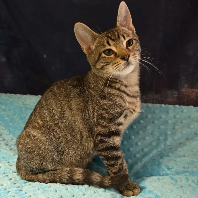 A baby medium-sized male Domestic Short Hair cat named Miko for adoption in Wrightstown, NJ