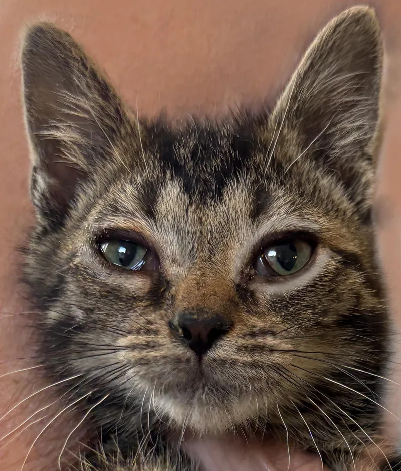 A baby small-sized male Tabby (Brown / Chocolate) Domestic Short Hair cat named Benedict for adoption in Mansfield, OH