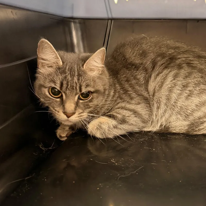 A young medium-sized female Domestic Short Hair cat named Pollie for adoption in Indianapolis, IN