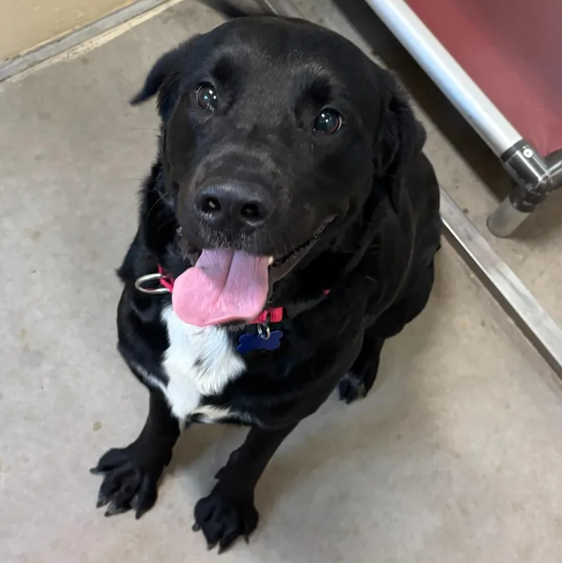 A young large-sized male Labrador Retriever dog named Flanagan for adoption in Columbia, IL