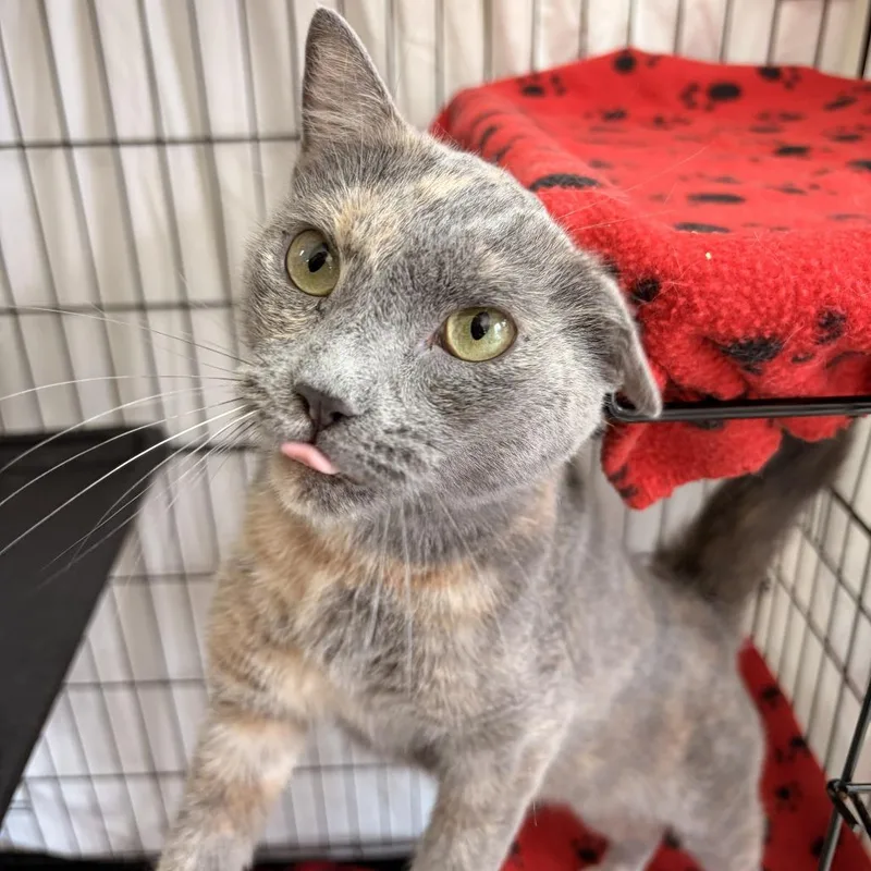An adult medium-sized female Tortoiseshell Domestic Short Hair cat named Ponyo for adoption in Franklin, NC