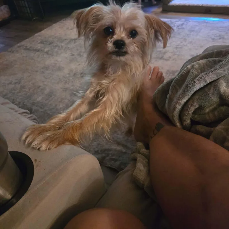An adult small-sized male Apricot / Beige Yorkshire Terrier dog named Peabody for adoption in Uxbridge, MA