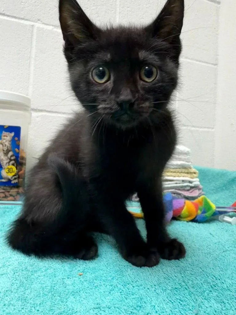 A baby medium-sized female Black Domestic Short Hair cat named Tempest for adoption in St. Helens, OR