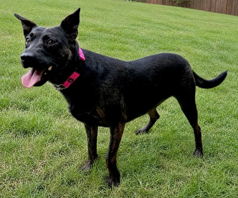 A young large-sized female Dutch Shepherd dog named Sadie for adoption in Princeton, MA