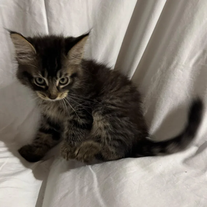 A baby small-sized male Brown / Chocolate Domestic Medium Hair cat named Jet for adoption in Sunnyvale, CA