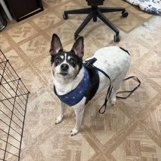 An adult medium-sized female Rat Terrier dog named Gracie for adoption in Worcester, MA