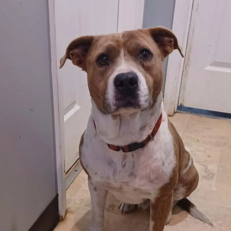 An adult medium-sized male White / Cream Mixed Breed dog named Butterbean for adoption in Boaz, AL