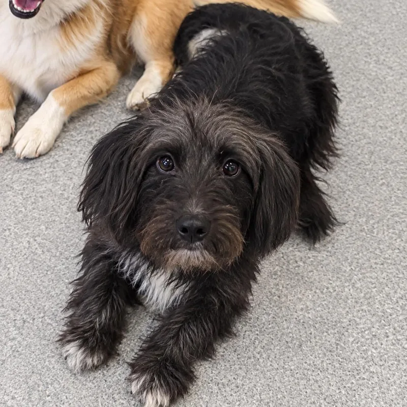 A young small-sized male Miniature Schnauzer dog named Cayman for adoption in Baton Rouge, LA