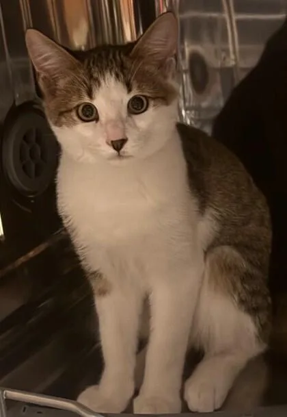 A baby small-sized male Domestic Medium Hair cat named Lenni for adoption in Duxbury, MA