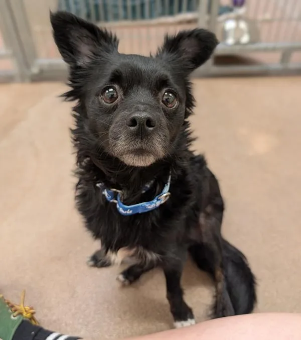 An adult small-sized female Chihuahua dog named Chocolate for adoption in Santa Rosa, CA