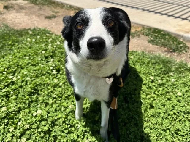 An adult medium-sized female Border Collie dog named Sheriff Jessie for adoption in Pueblo, CO
