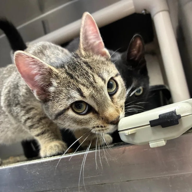 A baby small-sized male Domestic Short Hair cat named Jebediah for adoption in Carencro, LA