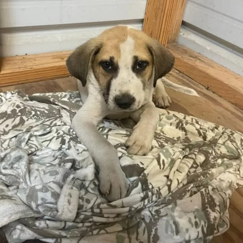 A baby small-sized male Yellow / Tan / Blond / Fawn Coonhound dog named McCarty for adoption in Beaumont, TX