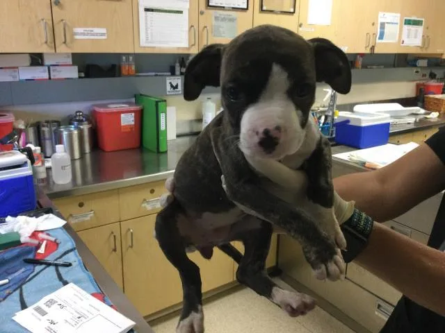 A baby small-sized female Boxer dog named Rose for adoption in Riverside, CA