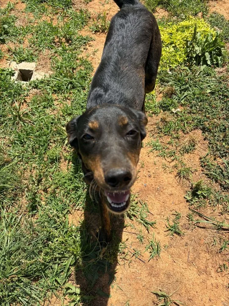 An adult medium-sized female Hound dog named Kahlua for adoption in Pottstown, PA