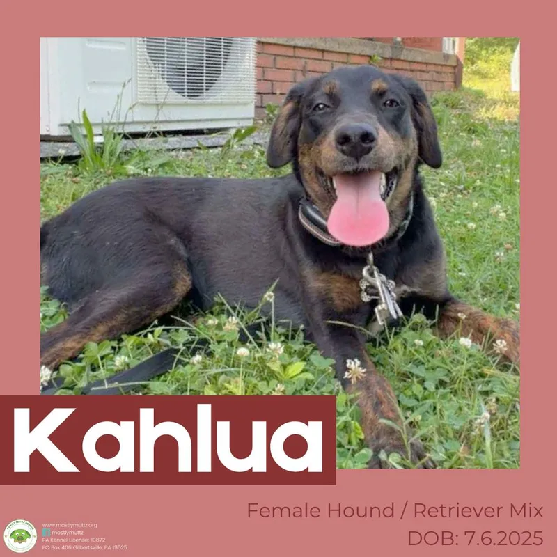 Kahlua thumbnail 4