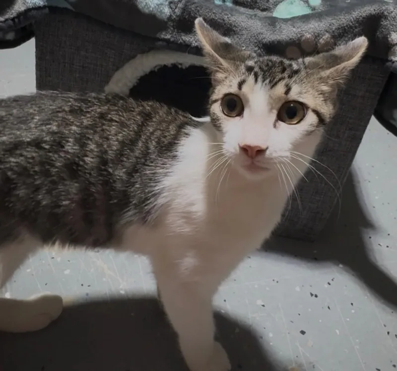 A young medium-sized female Gray / Blue / Silver American Shorthair cat named Lily for adoption in Schertz, TX