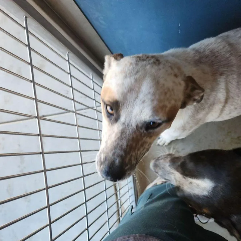 An adult medium-sized male American Bulldog dog named Paws for adoption in Kingman, AZ