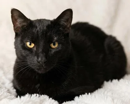 Binx