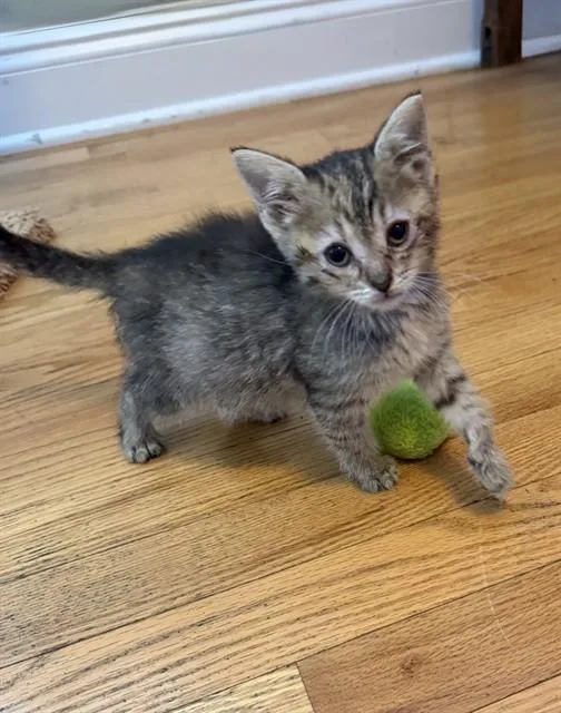A baby small-sized female Domestic Short Hair cat named Honey for adoption in Statesville, NC