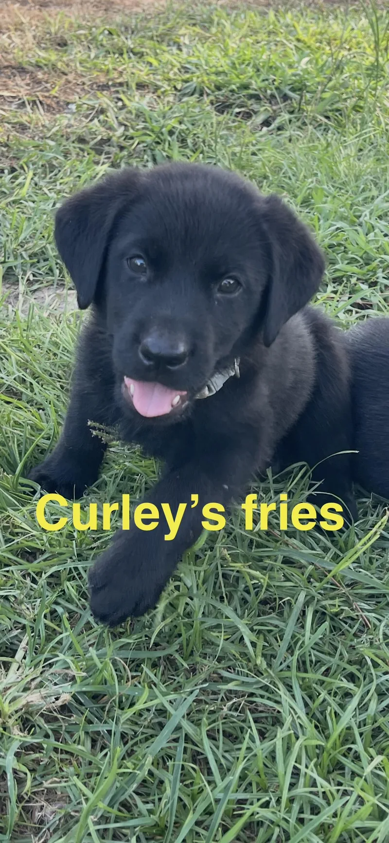 A baby large-sized male Black Labrador Retriever dog named Curleys Fries for adoption in Whiting, NJ