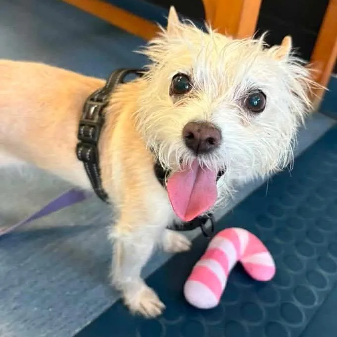 A senior small-sized female White / Cream Terrier dog named Zoey for adoption in Pittsburgh, PA