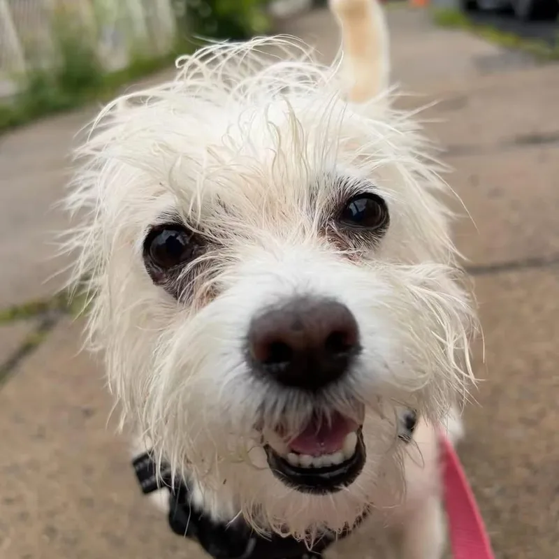 Zoey thumbnail 4