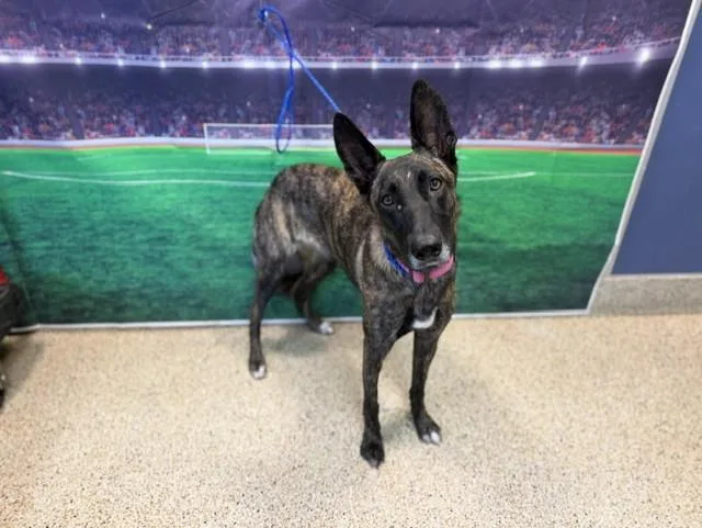 A young medium-sized female Belgian Shepherd / Malinois dog named Roxy for adoption in Miami, FL