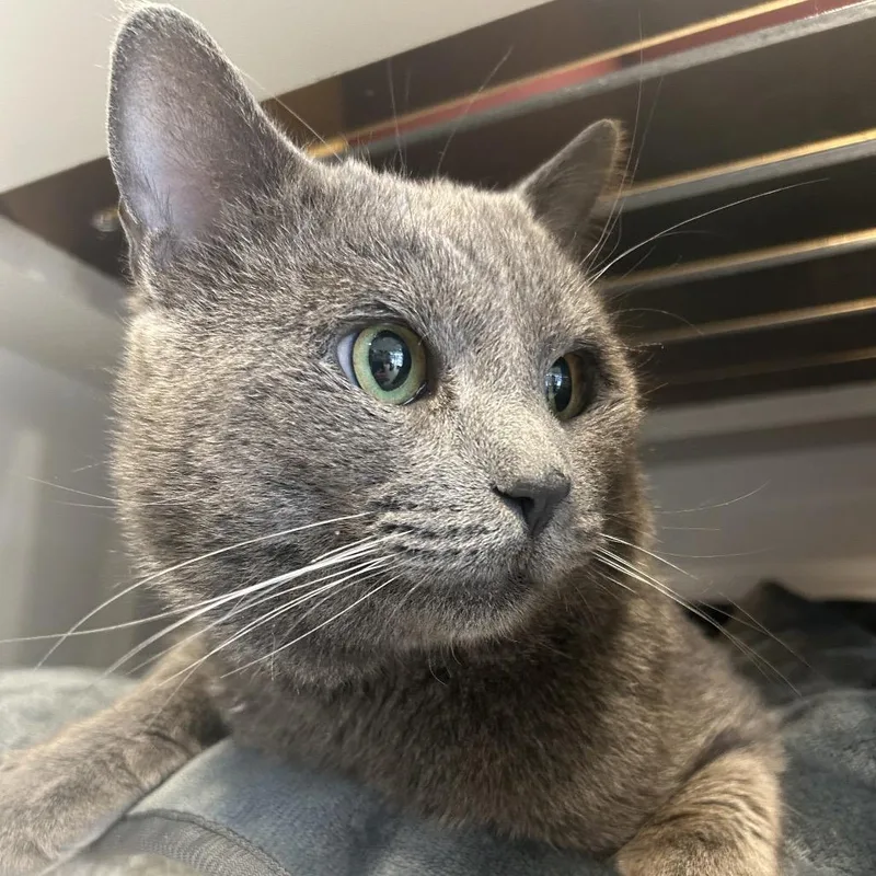 Corduroy thumbnail 2