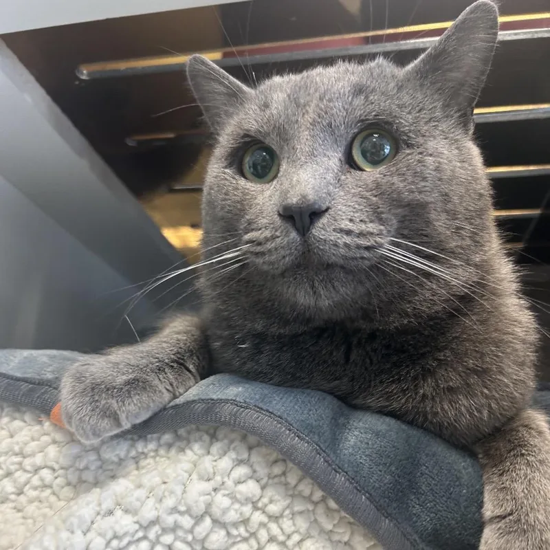 Corduroy thumbnail 3