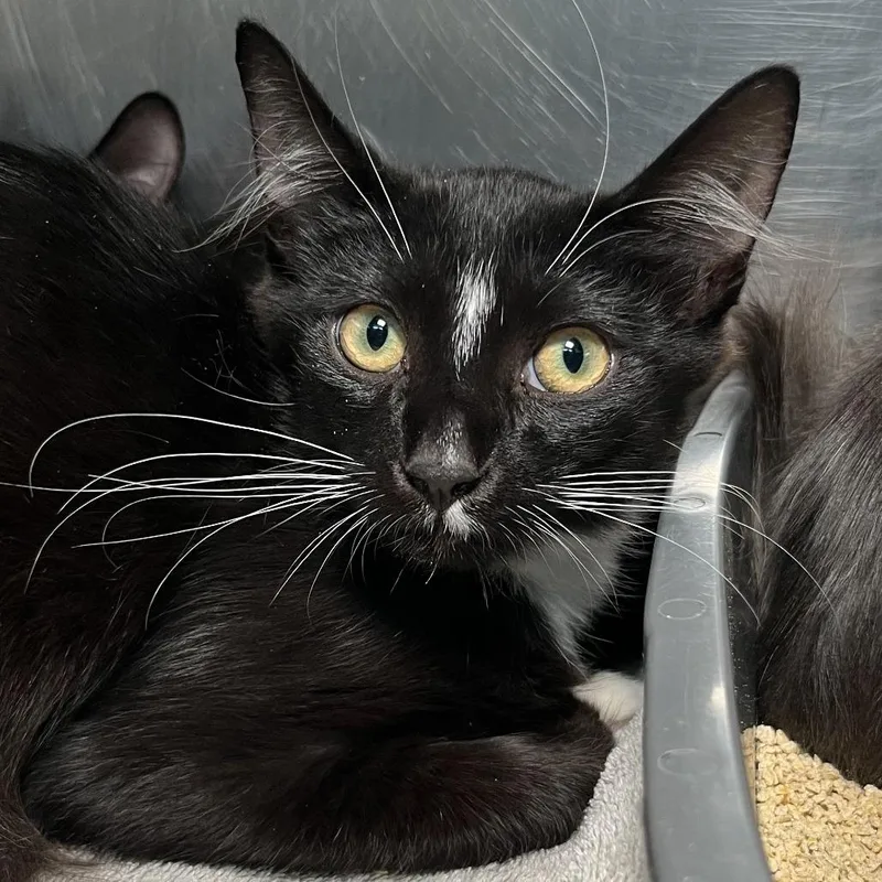A young medium-sized male Black Domestic Medium Hair cat named Lysol for adoption in Palm Springs, CA