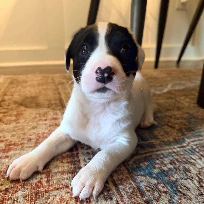 A baby medium-sized male White / Cream Pit Bull Terrier dog named Orbiter for adoption in Durham, NC