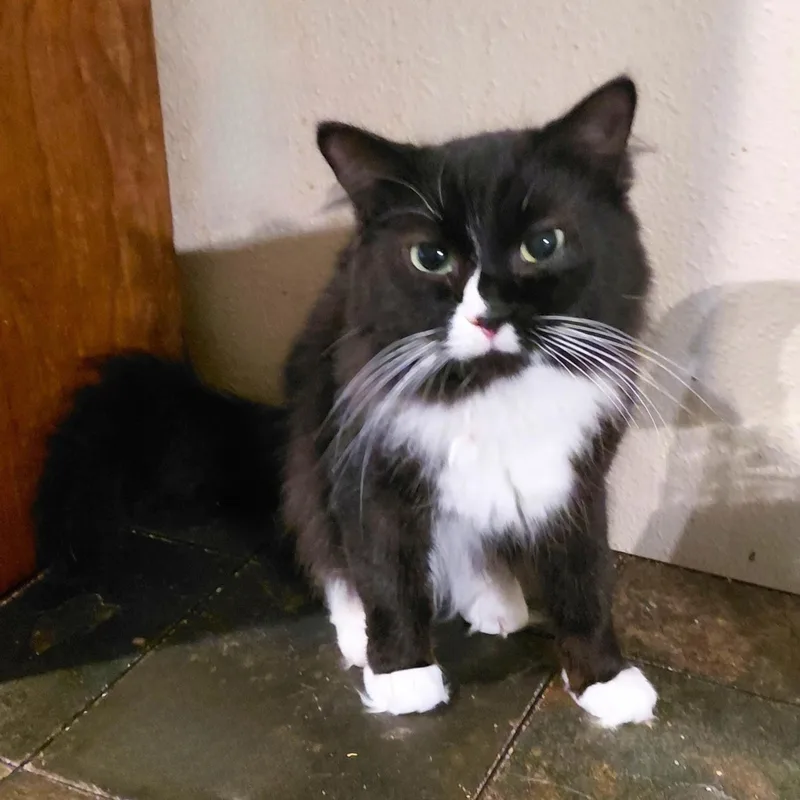An adult medium-sized female Domestic Long Hair cat named Ariel for adoption in Orange City, FL