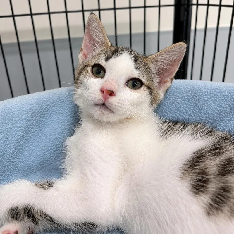 A baby small-sized male Domestic Short Hair cat named Kit Kat for adoption in Bradenton, FL