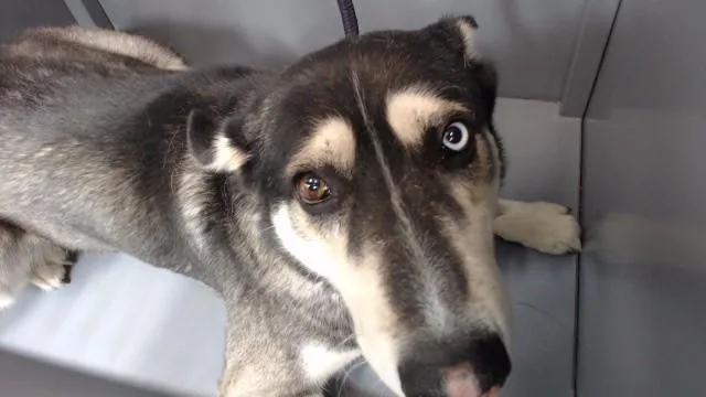 An adult medium-sized male German Shepherd Dog dog named Cooper for adoption in Downey, CA
