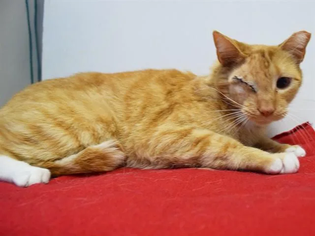 An adult small-sized male Domestic Short Hair cat named Purrlock Holmes for adoption in Sacramento, CA