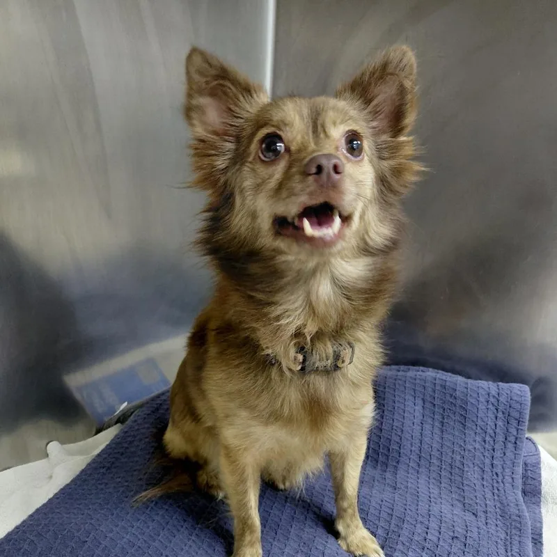 An adult small-sized female Brown / Chocolate Chihuahua dog named Luna for adoption in Philadelphia, PA