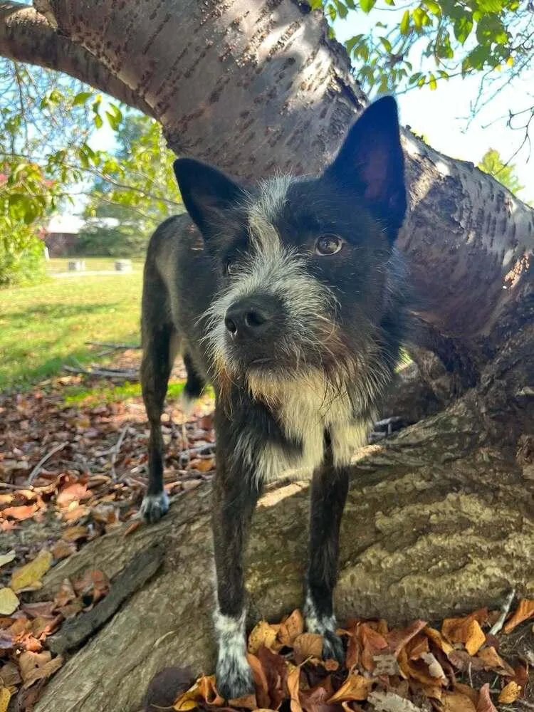 A young medium-sized male Terrier dog named Pedro for adoption in Candler, NC