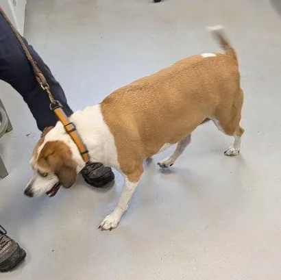 An adult medium-sized female Apricot / Beige Beagle dog named Skylar for adoption in Carneys Point, NJ