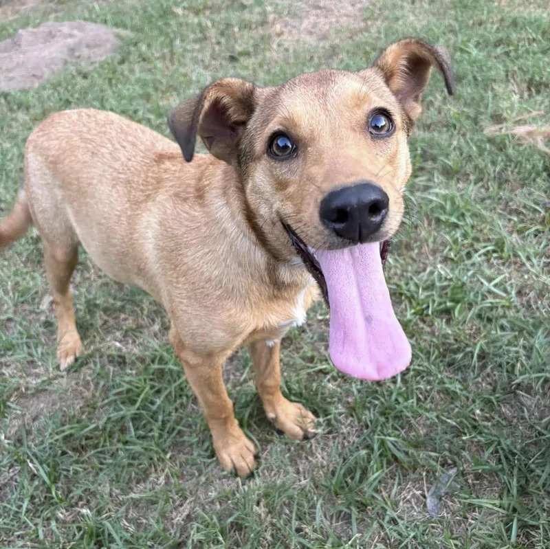 A baby medium-sized female Australian Cattle Dog / Blue Heeler dog named Brook for adoption in Caldwell, TX