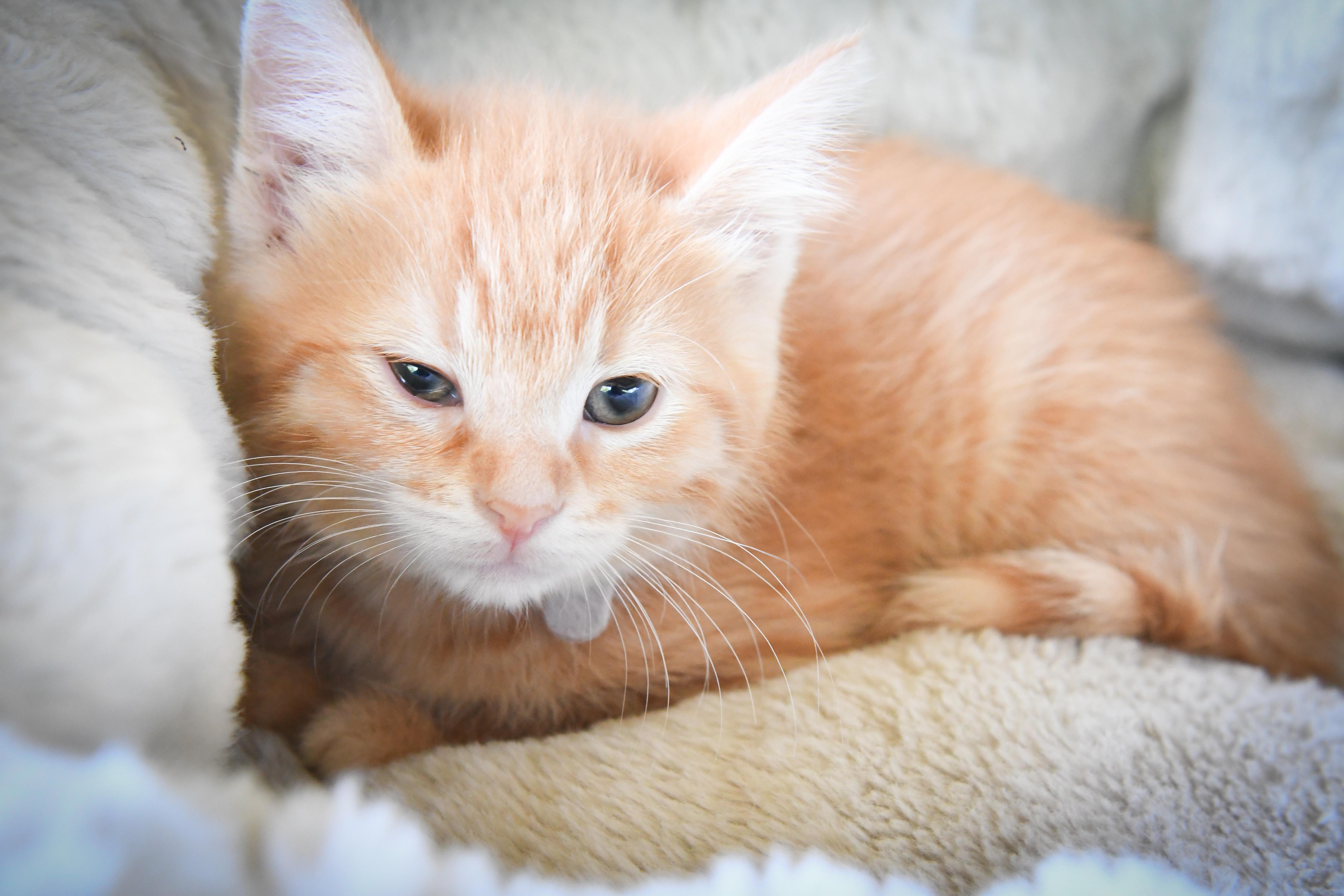 A baby medium-sized female Domestic Short Hair cat named Iris for adoption in Port Washington, WI
