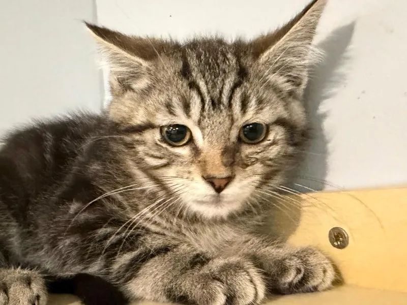 A baby small-sized male Tabby cat named Nick Jonas for adoption in Powell, OH