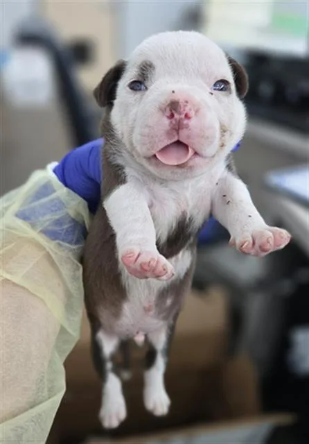 A baby large-sized male Mixed Breed dog named Arnold for adoption in Dallas, TX