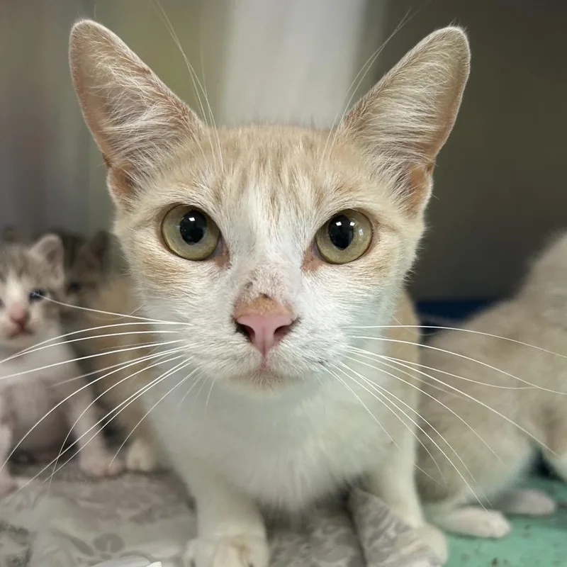 A young medium-sized female Orange / Red Domestic Short Hair cat named Ariel for adoption in Kyle, TX