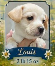 Louis